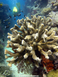 Tons of fish in Fiji! by Katherine Mckelvey 